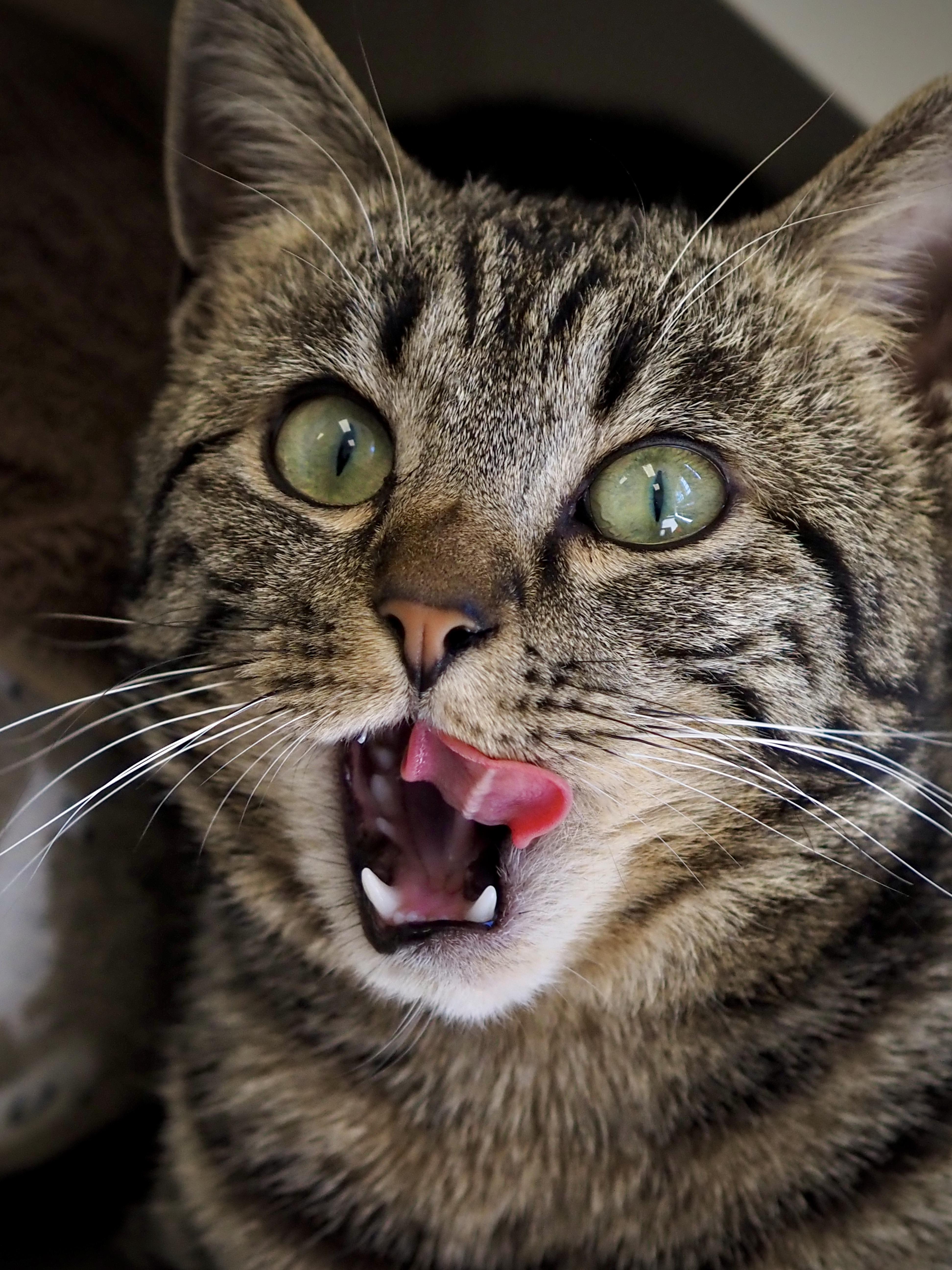 Enlarge Mouse, an adopted Domestic Short Hair in Buena Vista, CO image 2/4