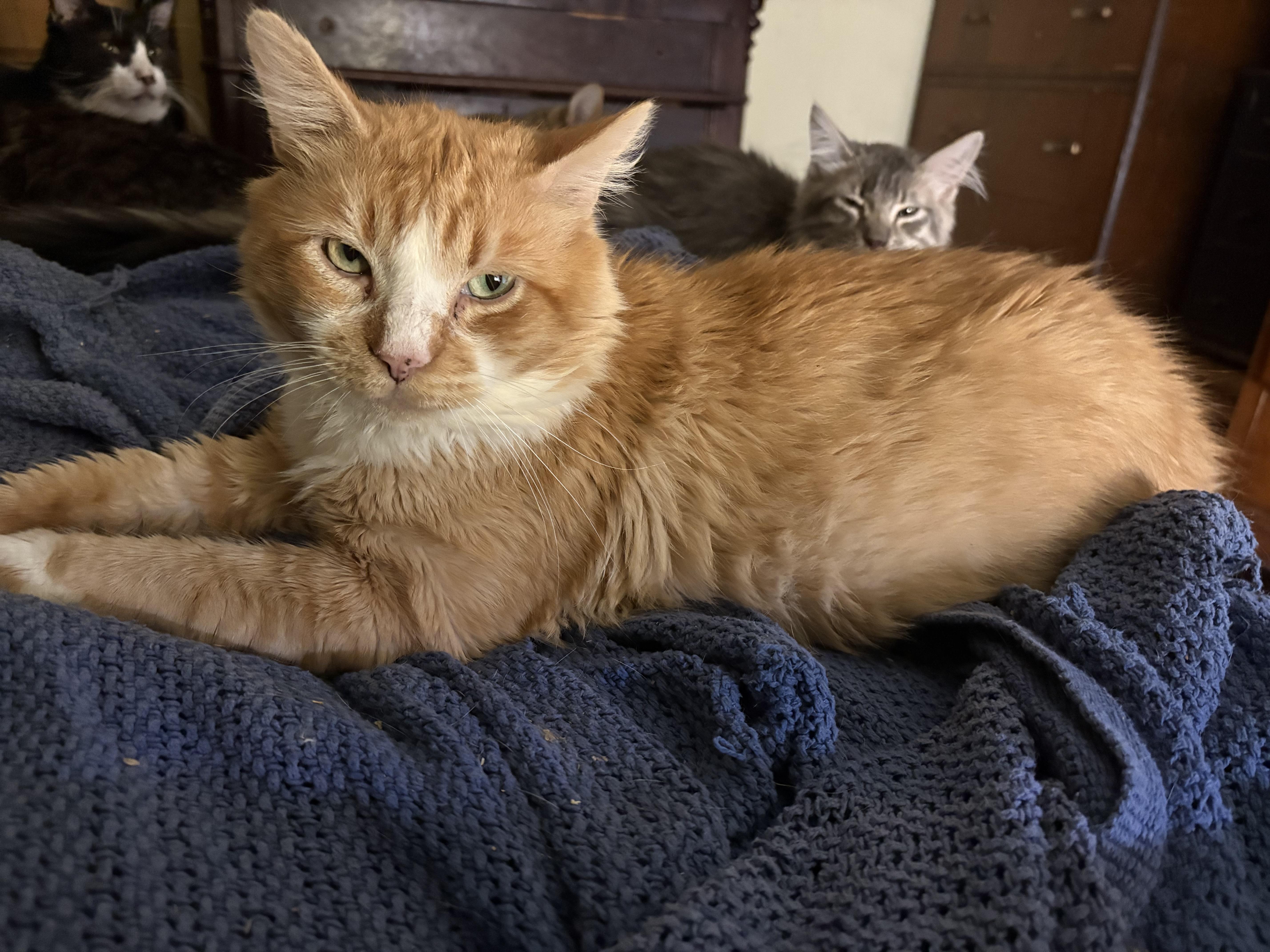 Marmalade , ADOPTABLE, Adult Male Domestic Medium Hair.