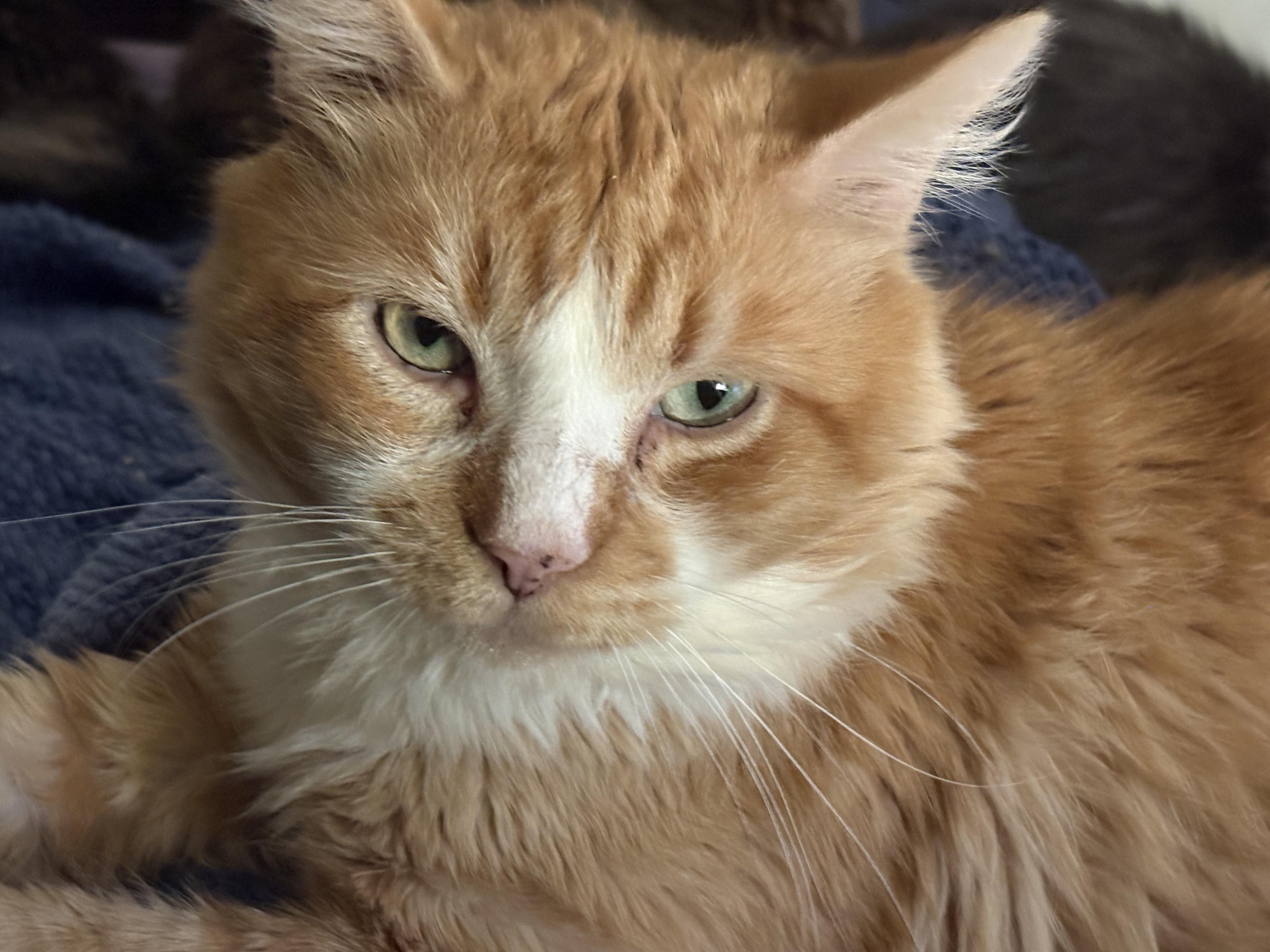 Enlarge Marmalade , a ADOPTABLE Domestic Medium Hair in Whittier, CA image 2/2