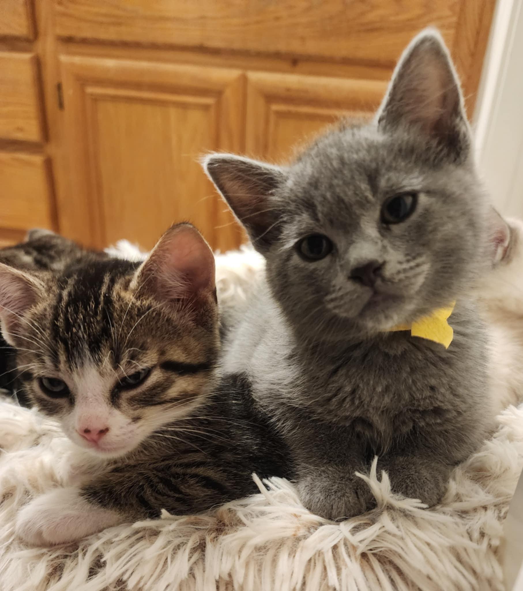 11 Herbs and Spices Litter, Adoptable, Kitten Female Domestic Short Hair.