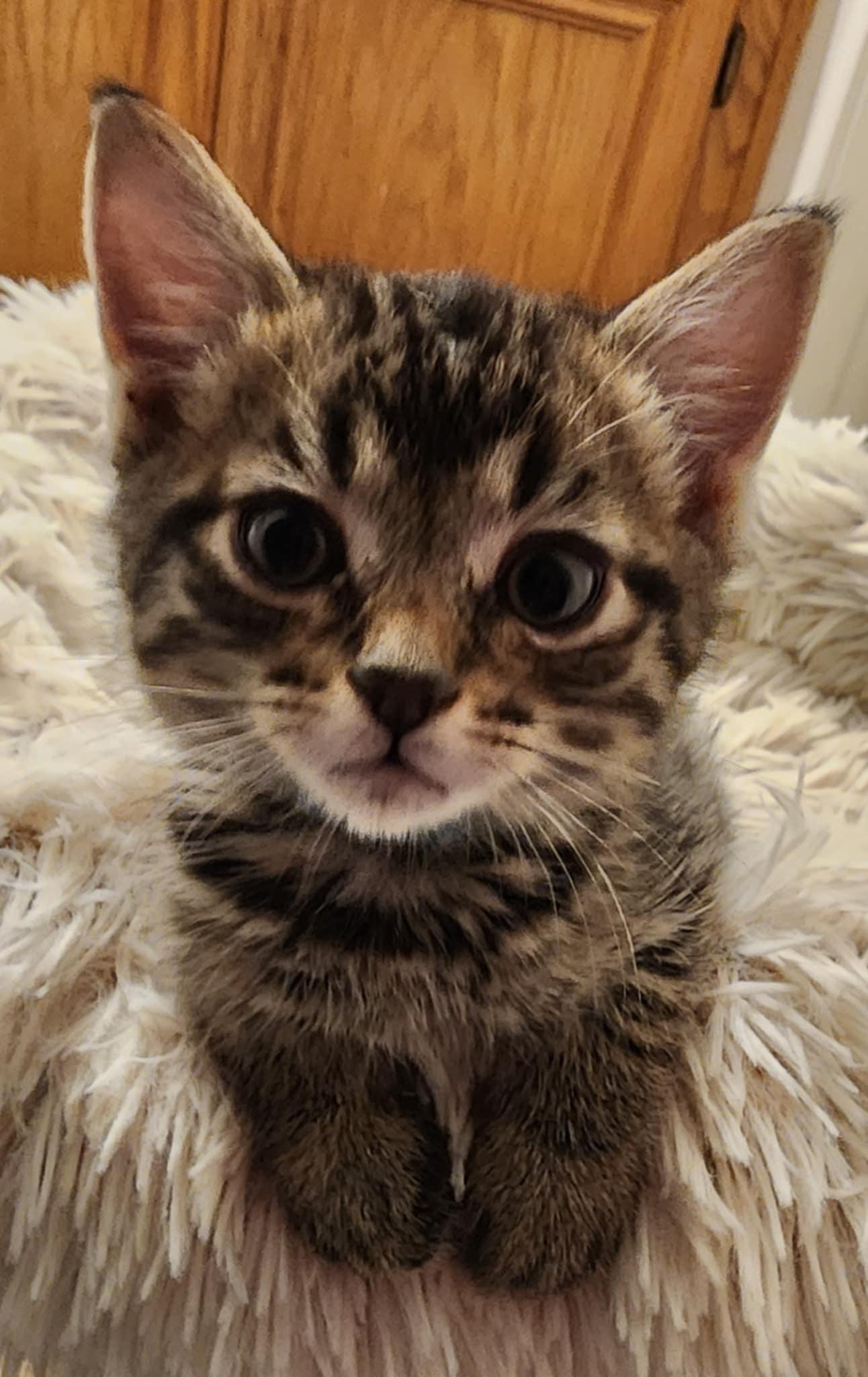 Enlarge 11 Herbs and Spices Litter, a Adoptable mixed breed in Brentwood, CA image 5/6