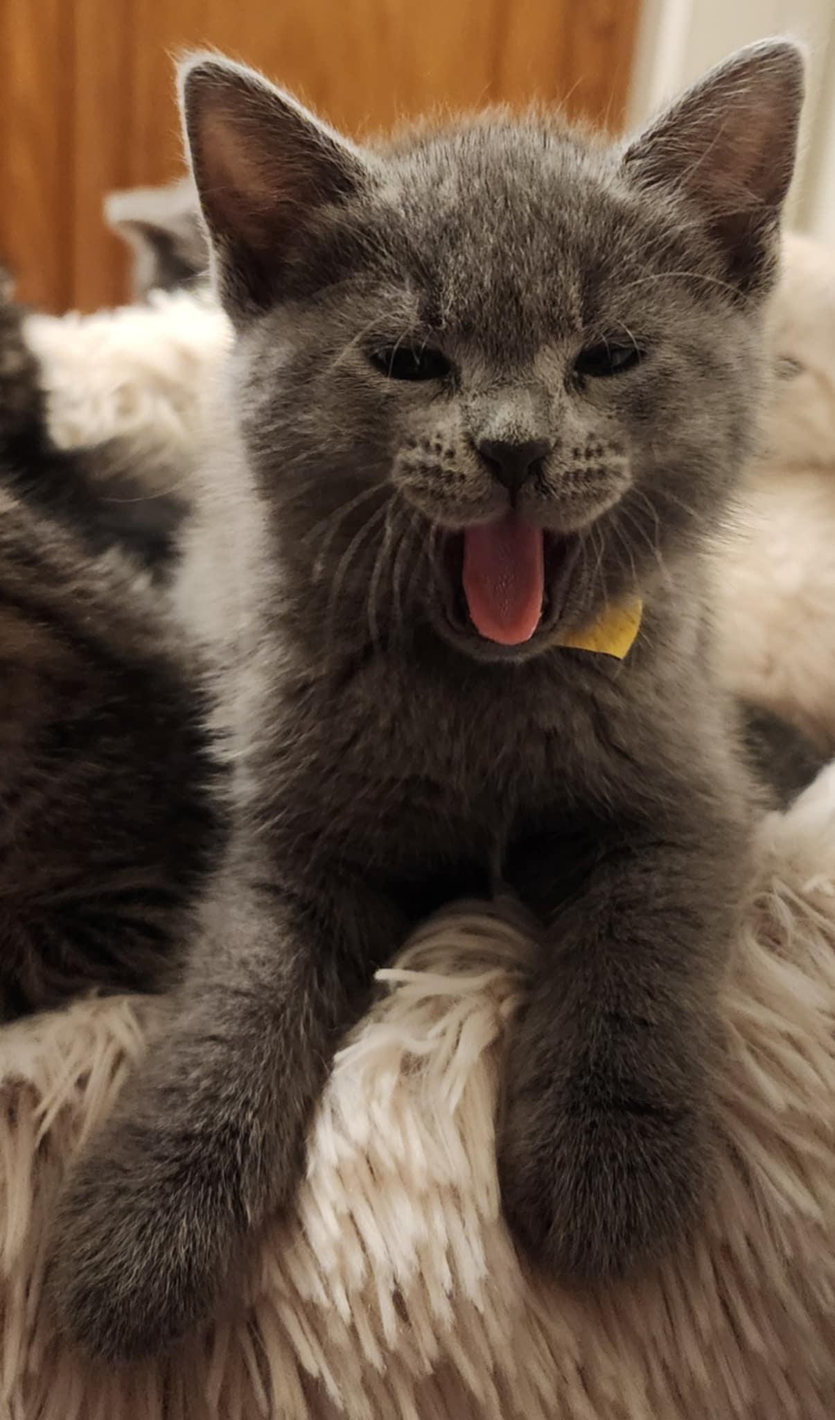 Enlarge 11 Herbs and Spices Litter, a Adoptable mixed breed in Brentwood, CA image 3/6