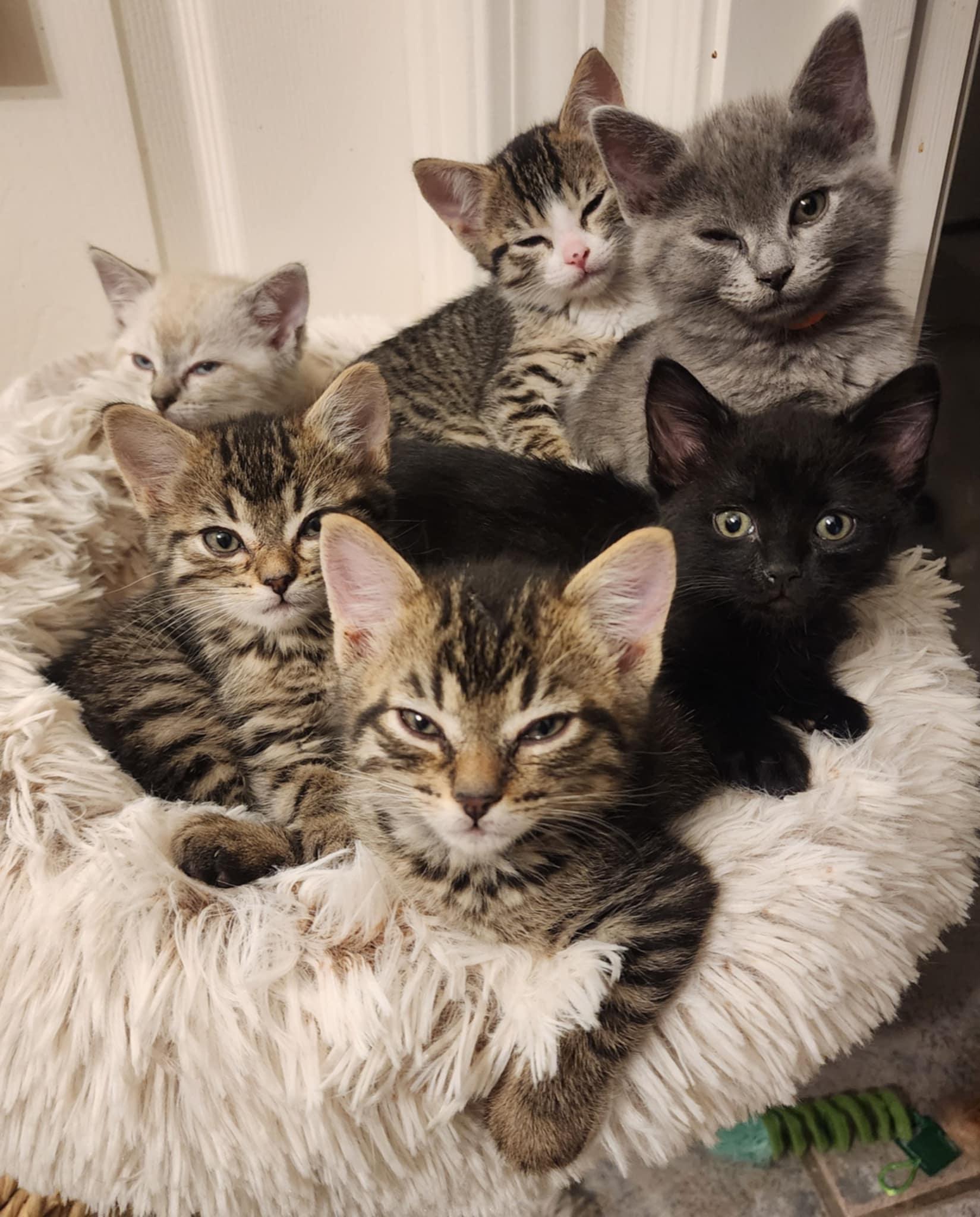 Enlarge 11 Herbs and Spices Litter, a Adoptable mixed breed in Brentwood, CA image 1/6