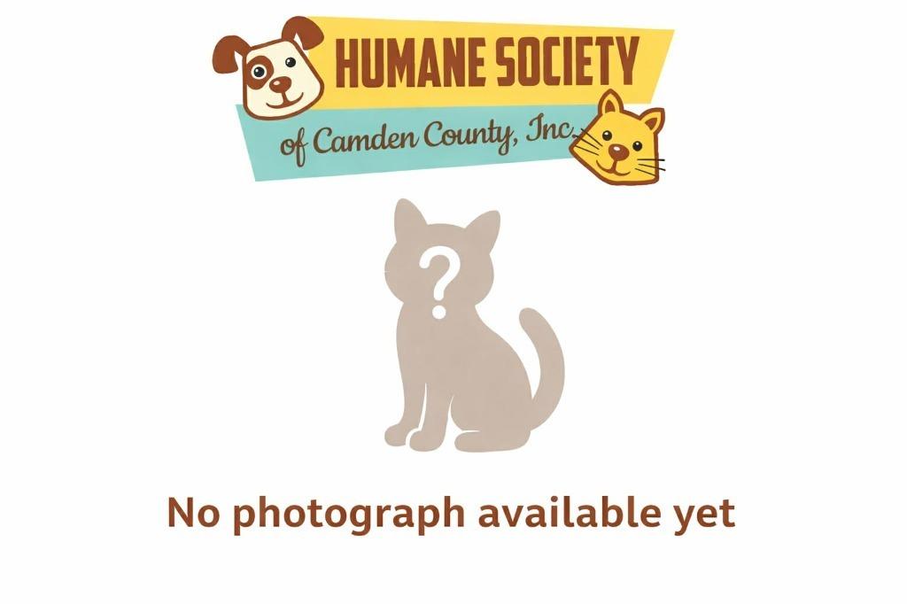 Enlarge Binx, a Adoptable American Bobtail in Kingsland, GA image 1/1