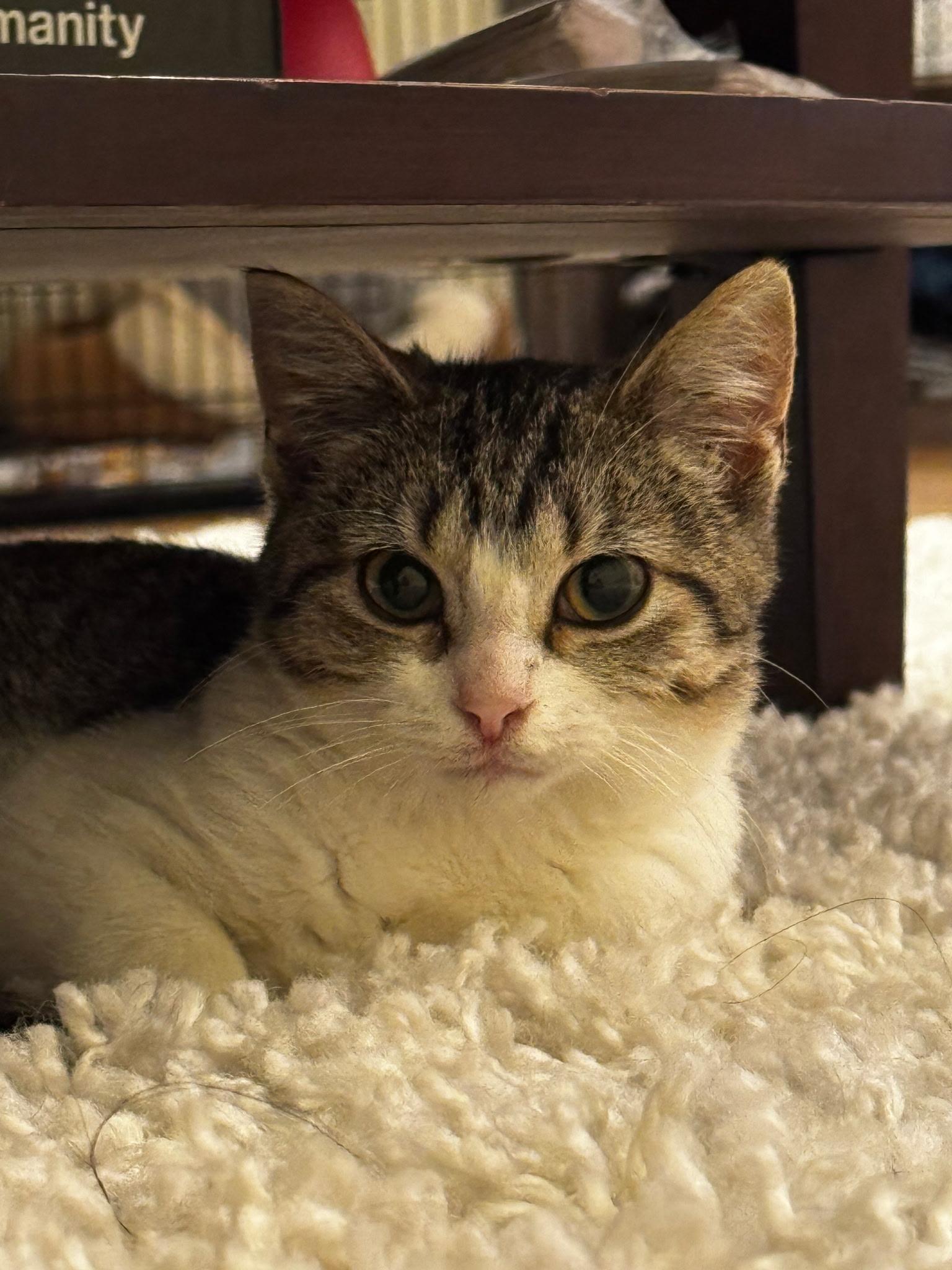 Enlarge Copper, a Adoptable Domestic Short Hair in Grand Rapids, MI image 2/6