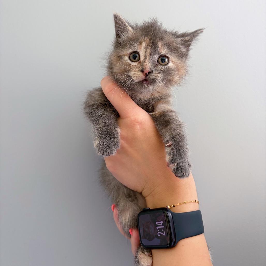 Twilight Sparkle, adopted, Kitten Female Domestic Short Hair.