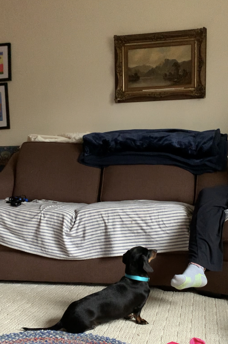 Jellybean , Adopted, Adult Female Dachshund.