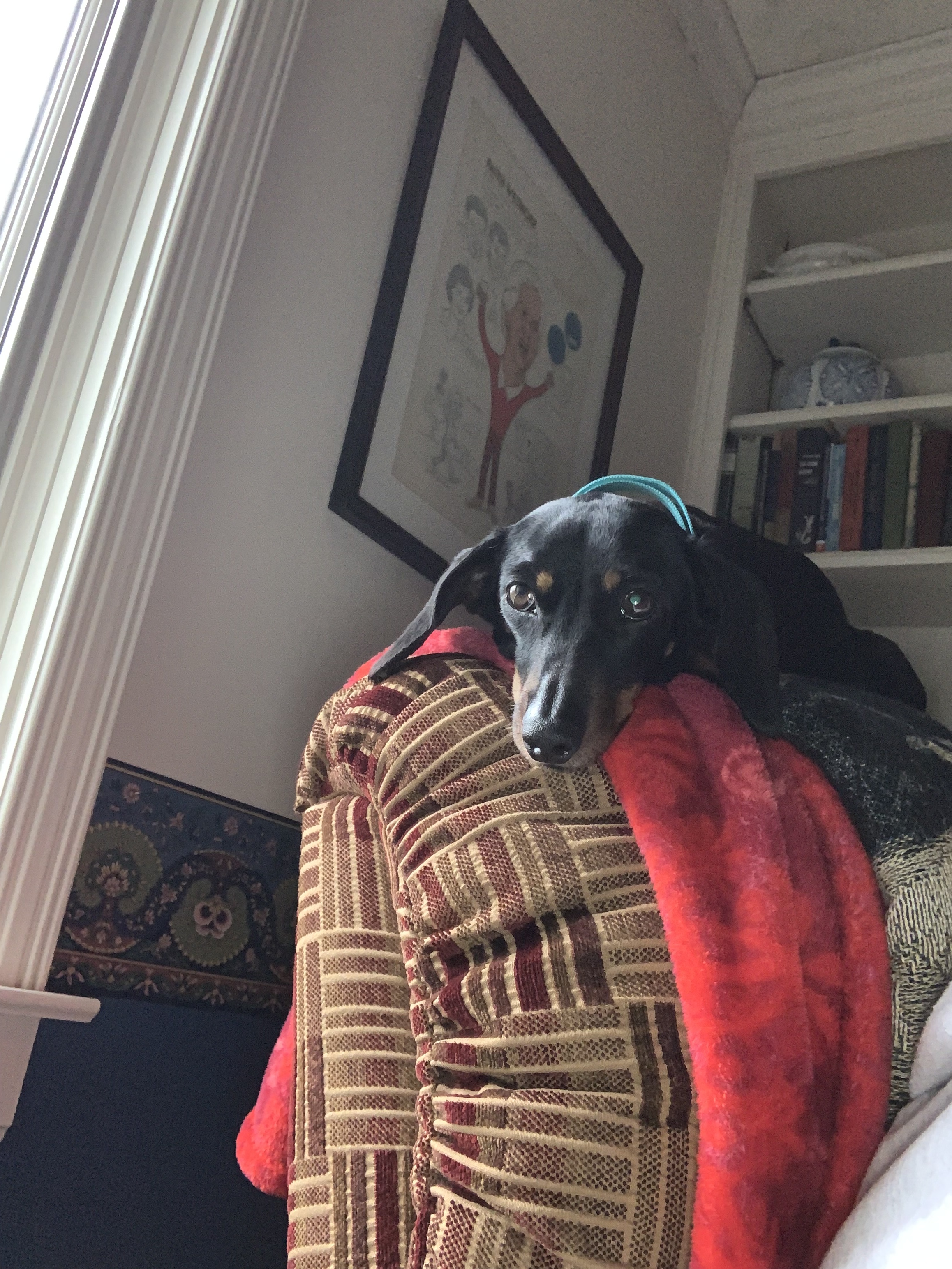 Enlarge Jellybean , a Adopted Dachshund in Fisty, KY image 3/6