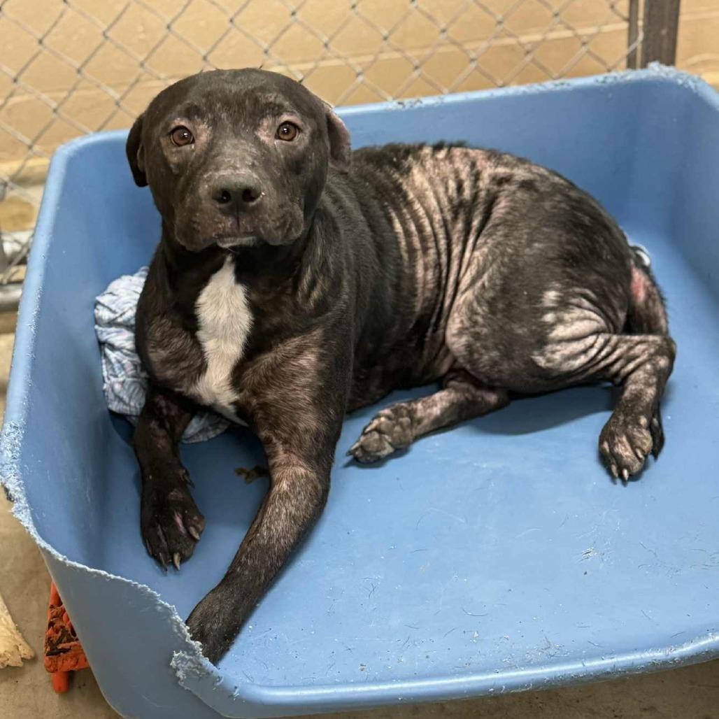 Amaya Papaya, Adoptable, Adult Female Mixed Breed.