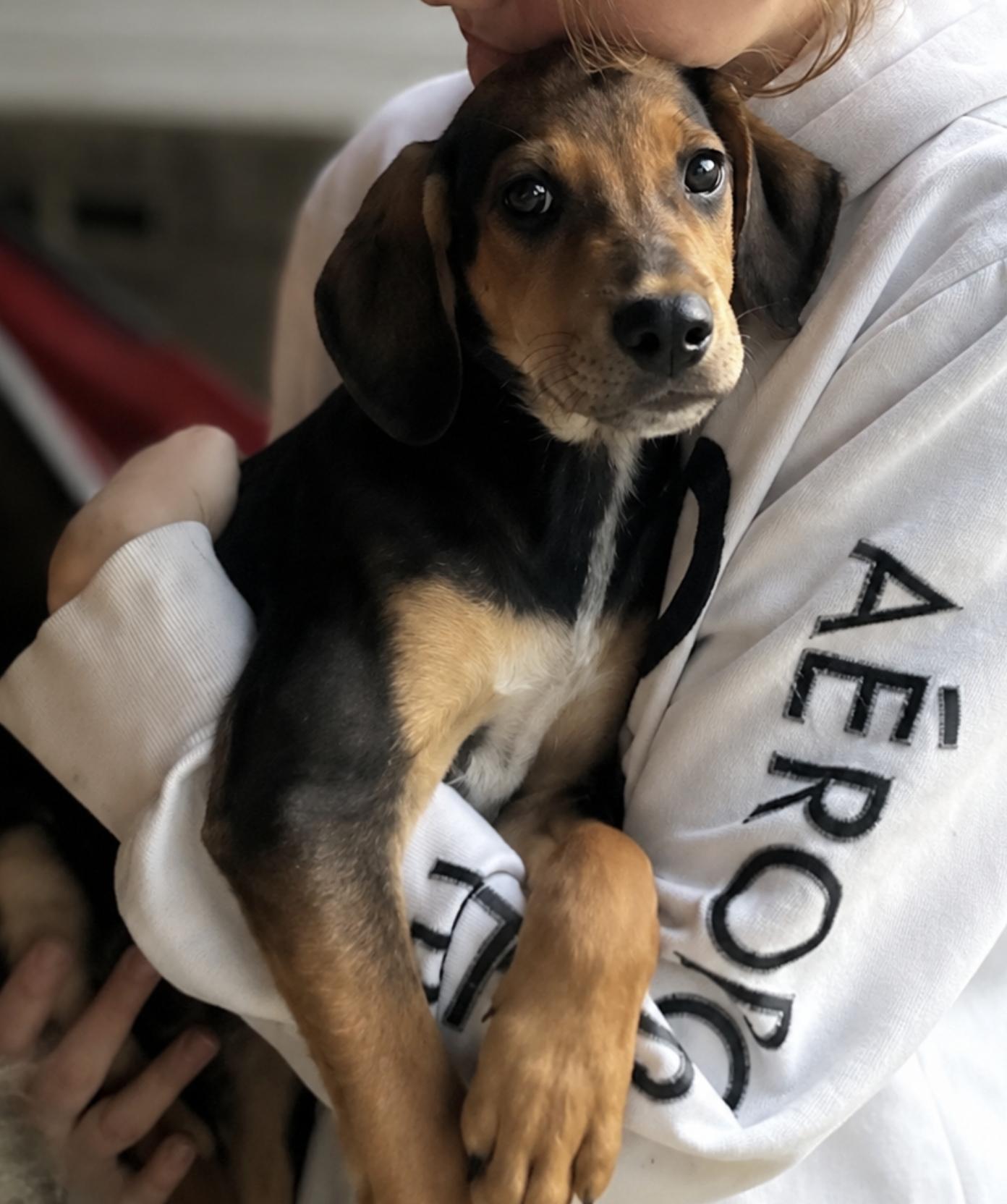 Enlarge Moonbeam, a Adoptable mixed breed in TULSA, OK image 1/1