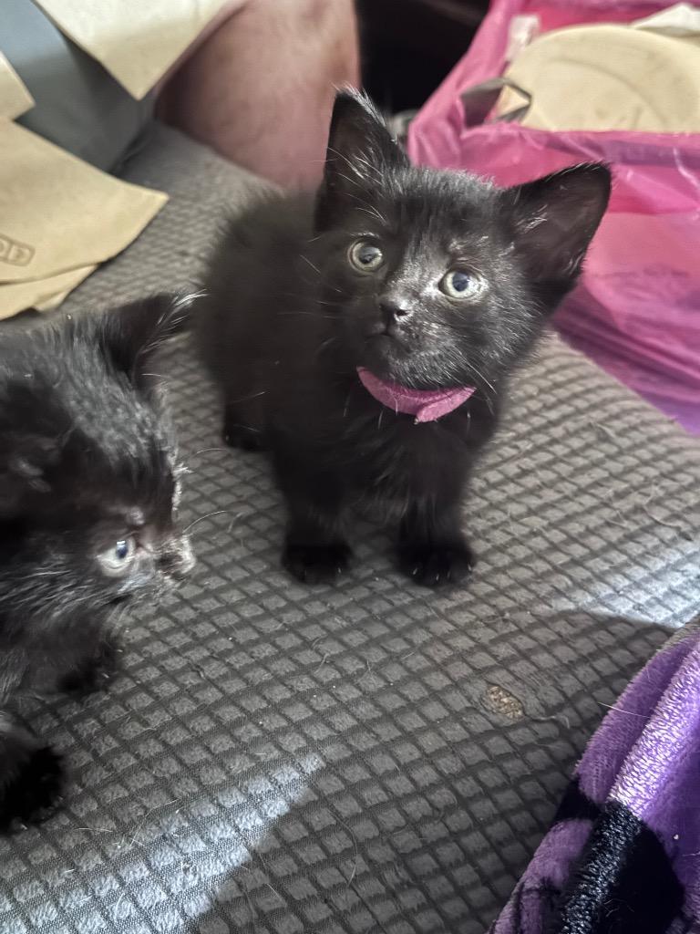 Shuna, Adoptable, Kitten Female Domestic Short Hair.