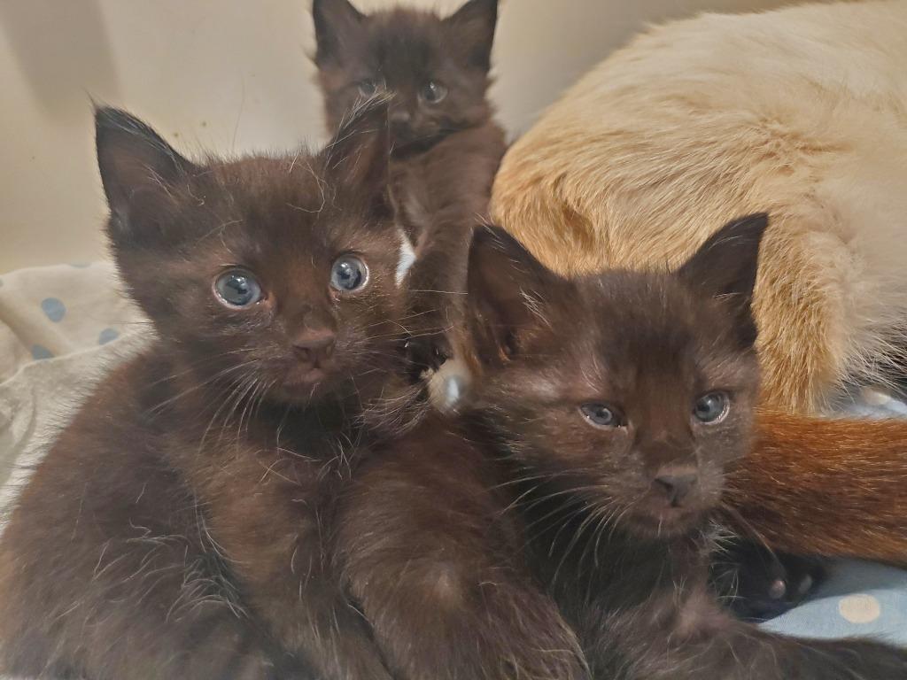 Enlarge Harp, a Adopted mixed breed in St. James City, FL image 1/1