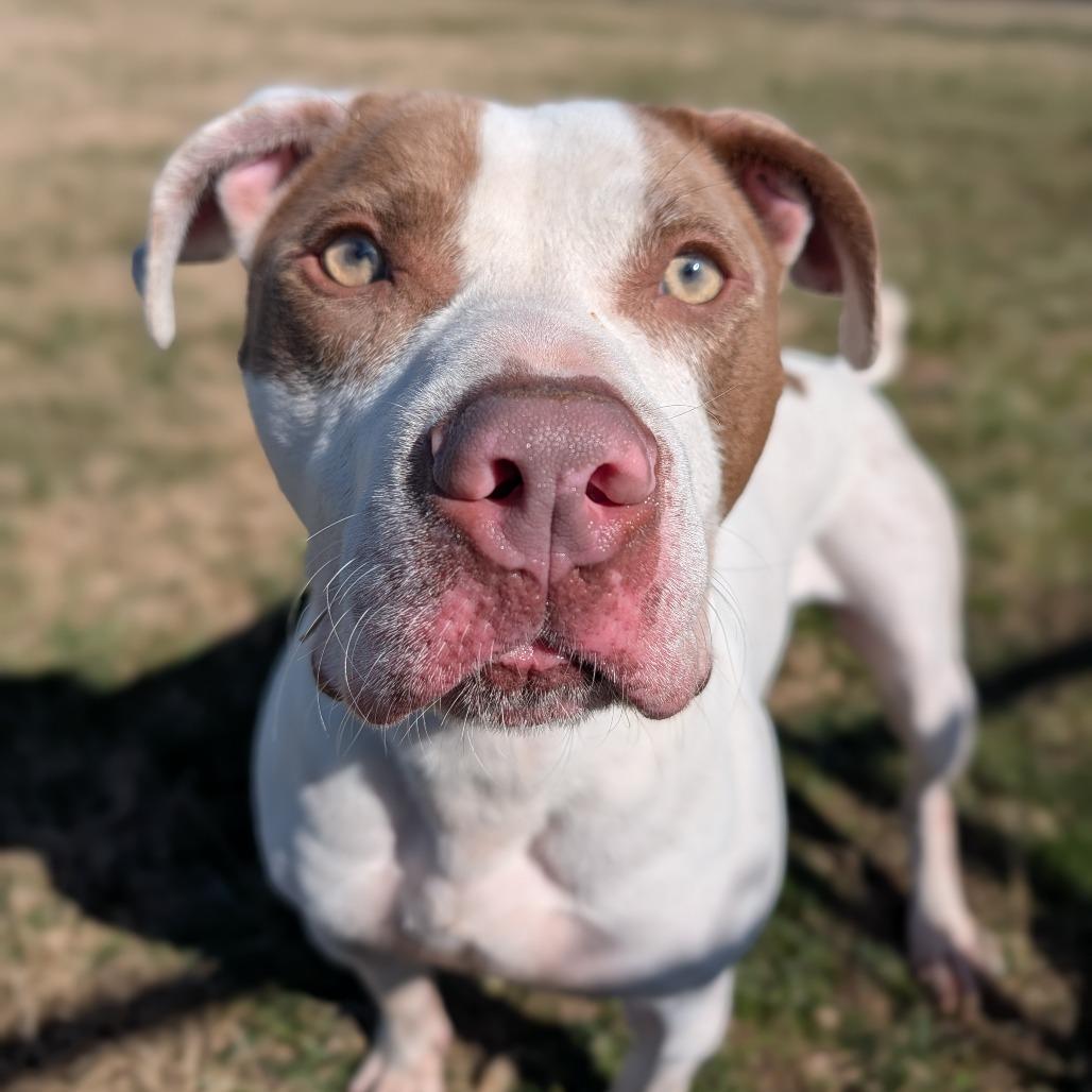Barry, a Adoptable Mixed Breed in Jeffersonville, IN image 1/6