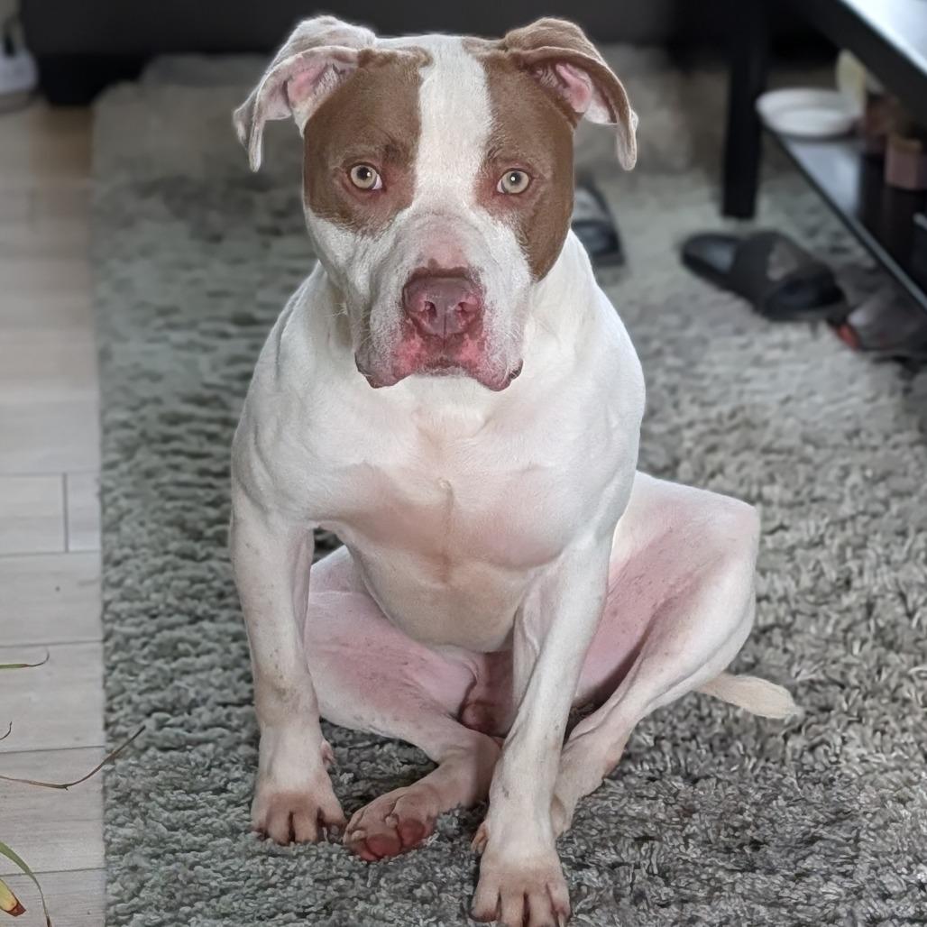 Barry, a Adoptable Mixed Breed in Jeffersonville, IN image 2/6