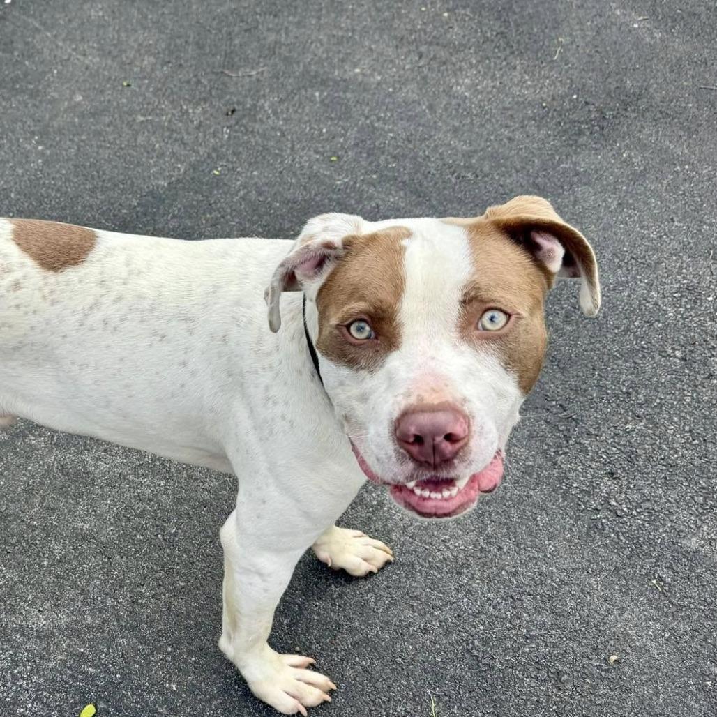 Enlarge Barry, a Adoptable Mixed Breed in Jeffersonville, IN image 1/1