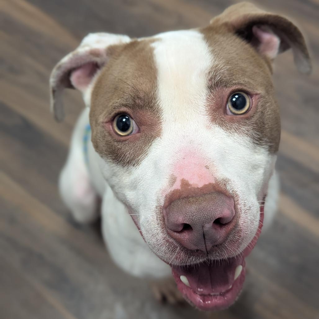 Barry, a Adoptable Mixed Breed in Jeffersonville, IN image 4/6