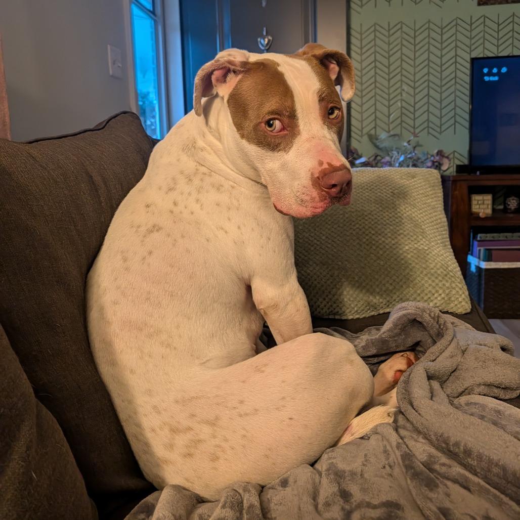 Barry, a Adoptable Mixed Breed in Jeffersonville, IN image 6/6