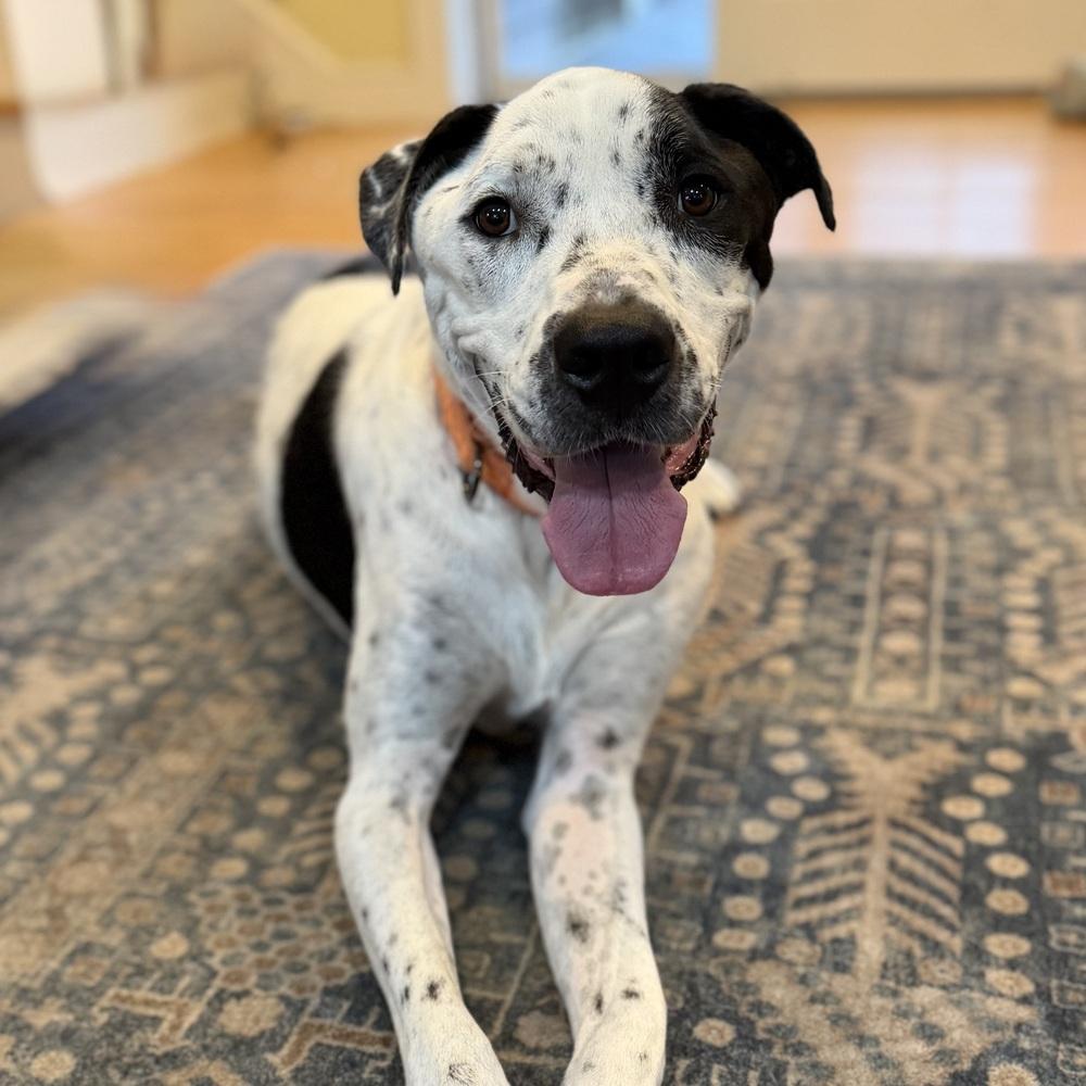 Enlarge Sporty, a Adoptable mixed breed in Boston, MA image 2/6