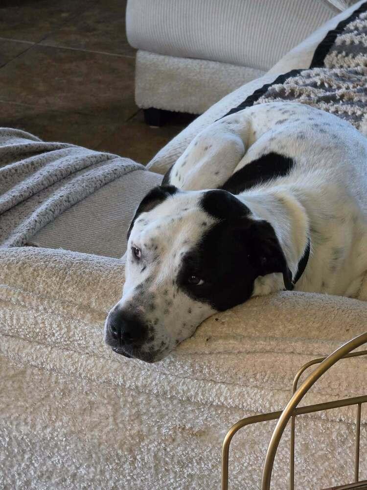 Enlarge Sporty, a Adoptable mixed breed in Boston, MA image 3/6