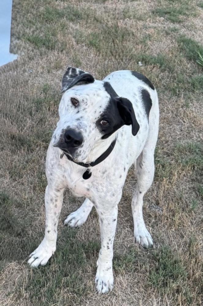 Enlarge Sporty, a Adoptable mixed breed in Boston, MA image 4/6
