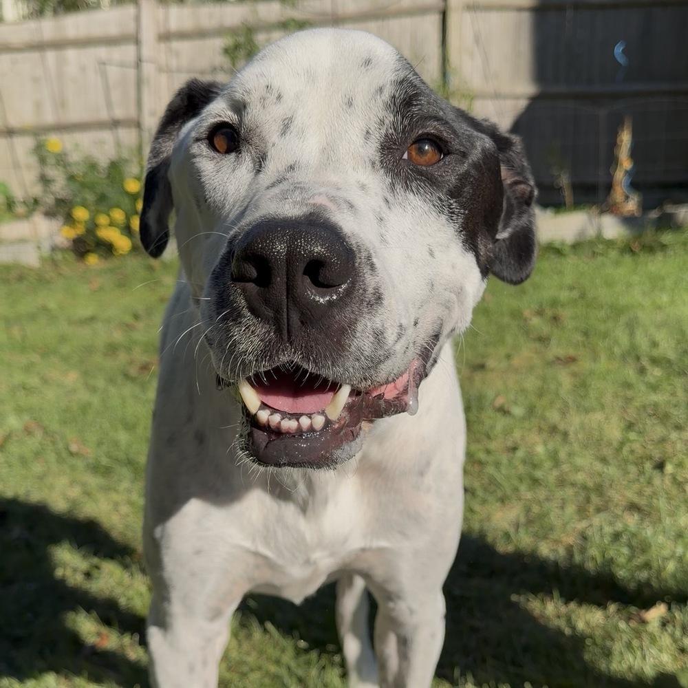 Enlarge Sporty, a Adoptable mixed breed in Boston, MA image 5/6