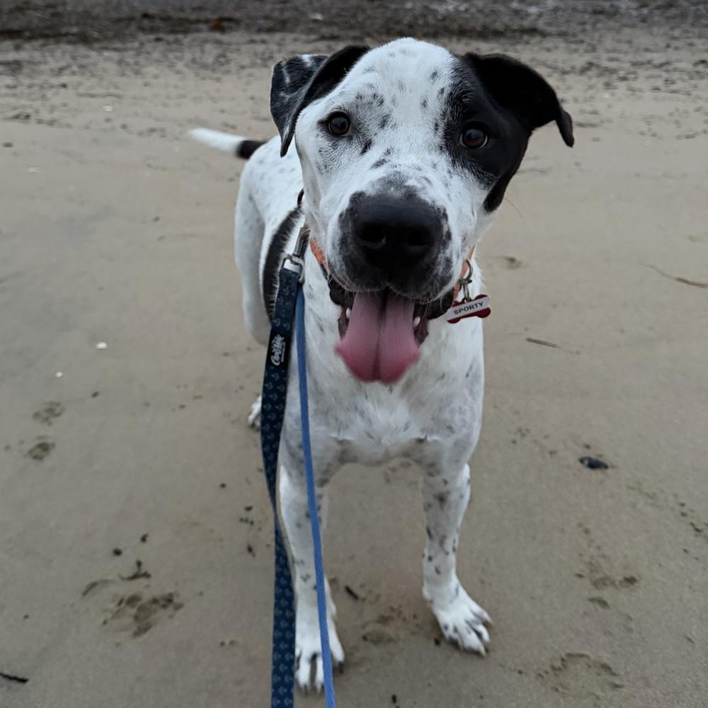 Enlarge Sporty, a Adoptable mixed breed in Boston, MA image 6/6