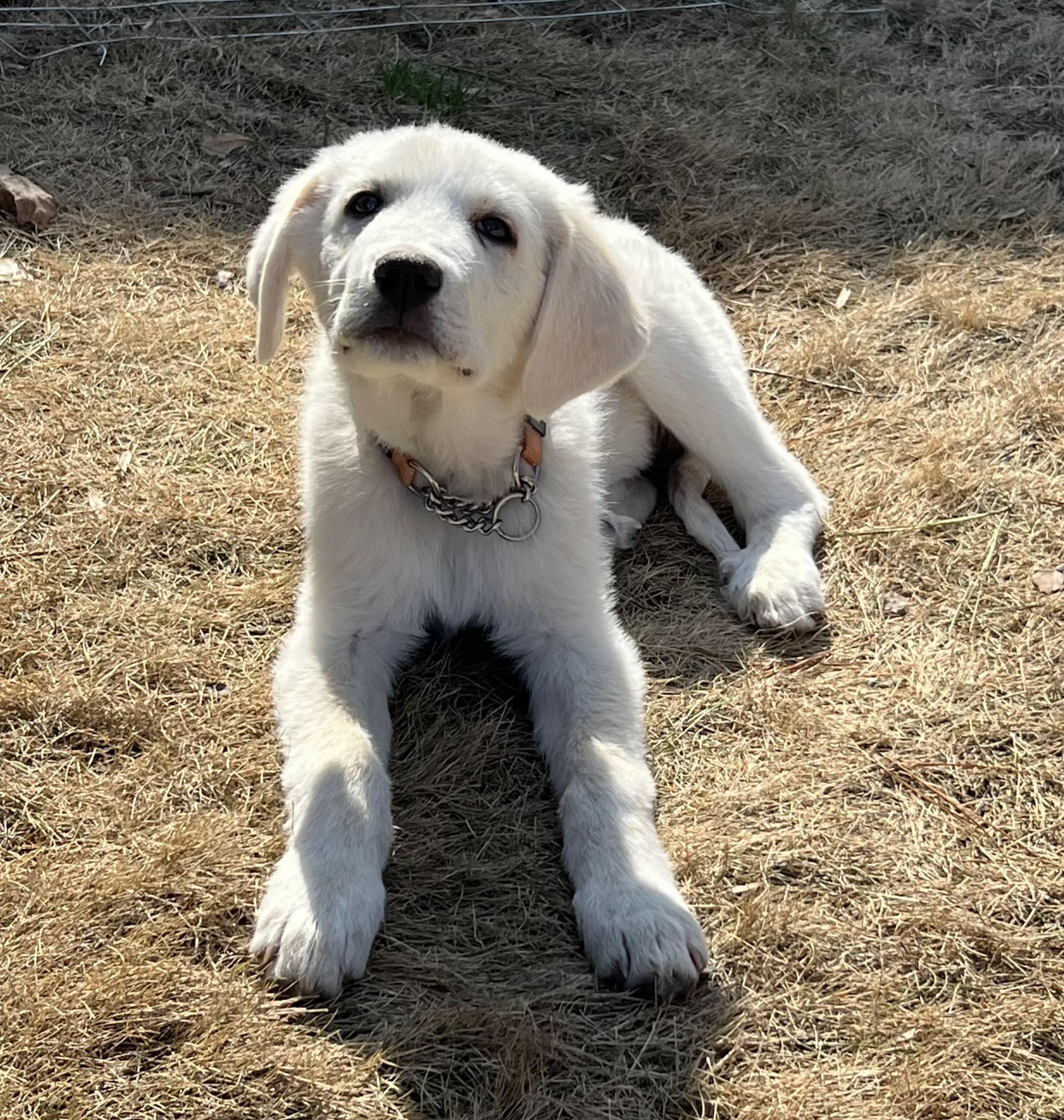 Enlarge Eugene, a ADOPTABLE Great Pyrenees in Atlanta, GA image 6/6