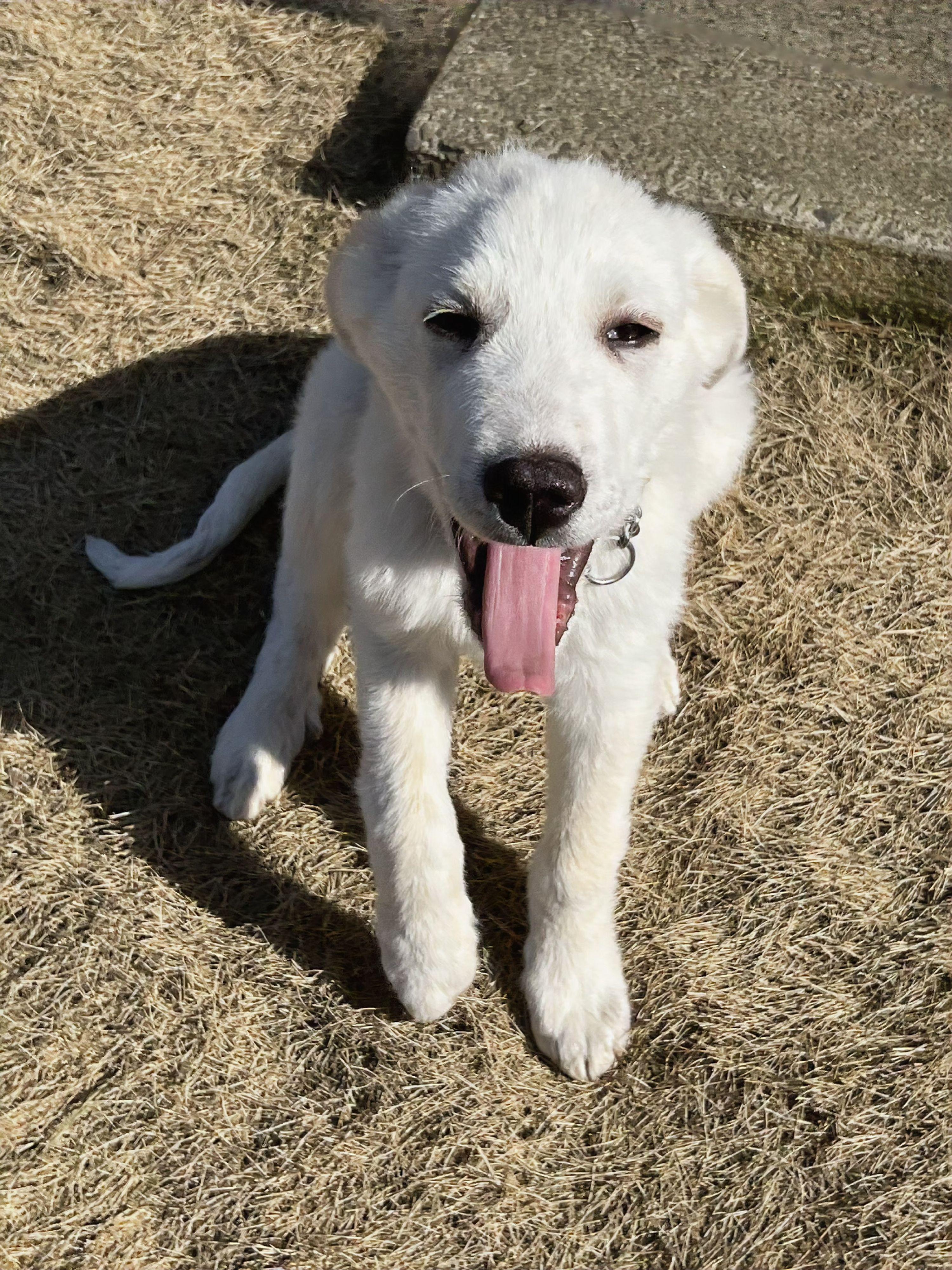 Enlarge Eugene, a ADOPTABLE Great Pyrenees in Atlanta, GA image 4/6