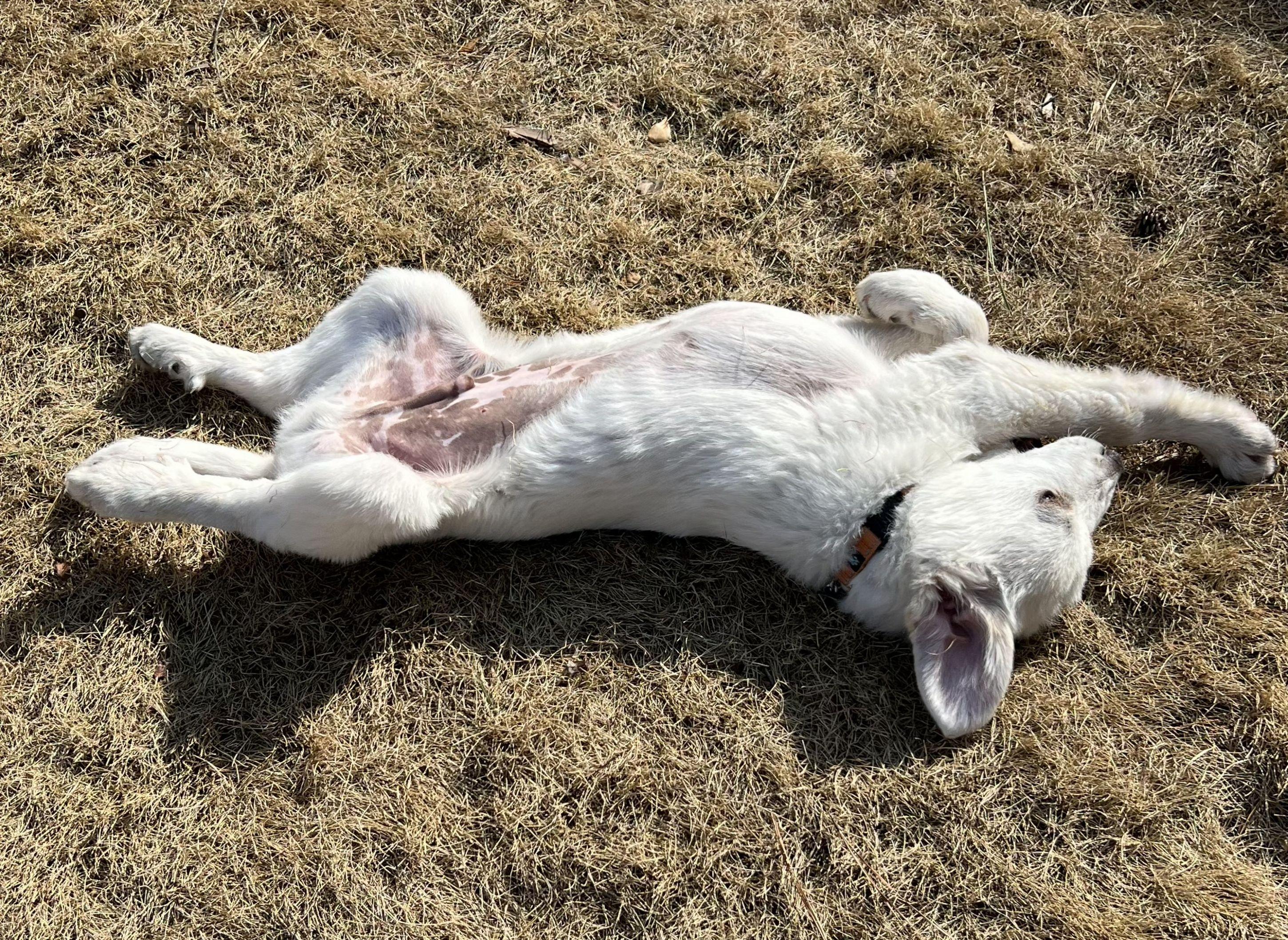 Enlarge Eugene, a ADOPTABLE Great Pyrenees in Atlanta, GA image 2/6