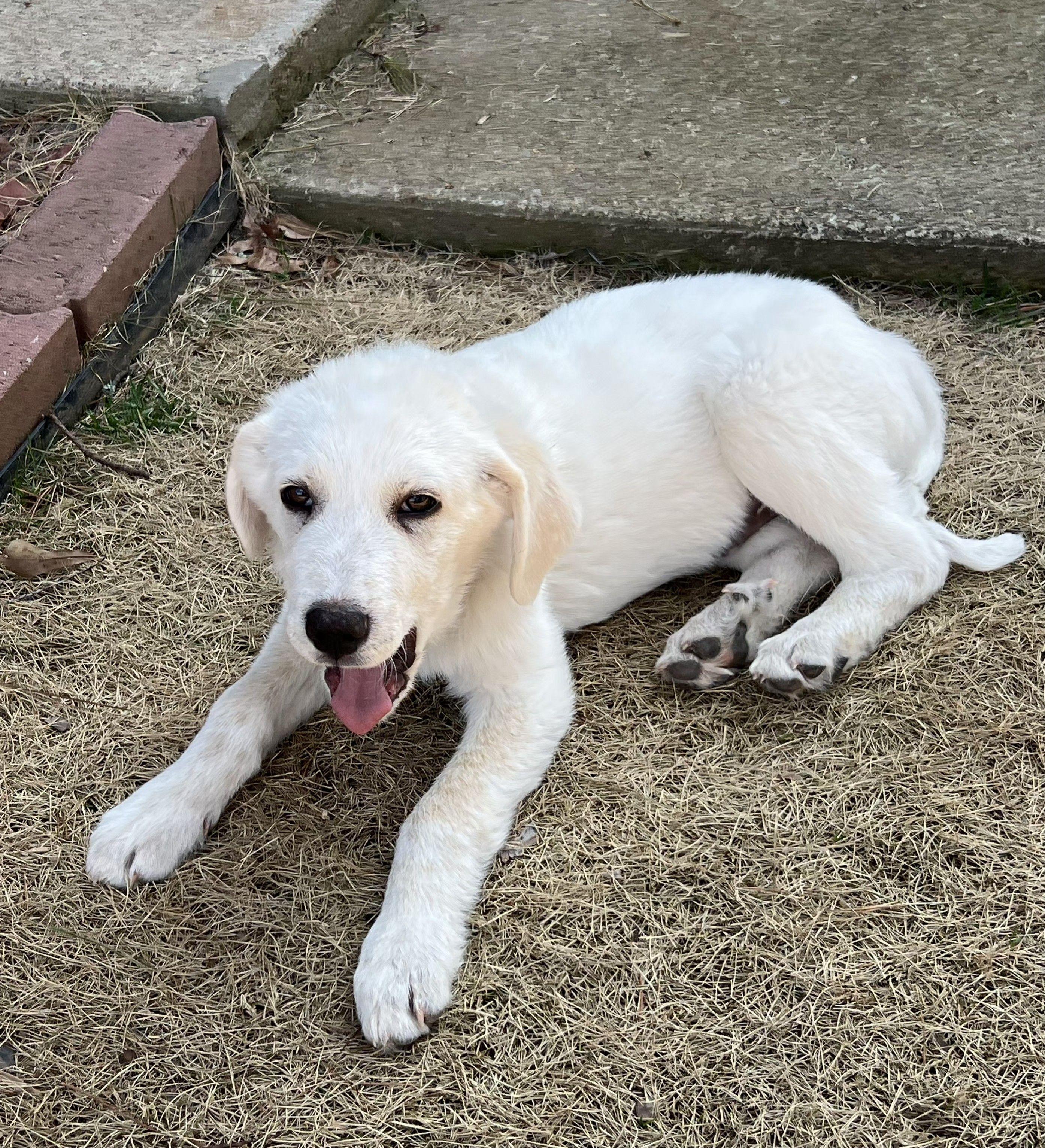 Enlarge Eugene, a ADOPTABLE Great Pyrenees in Atlanta, GA image 5/6
