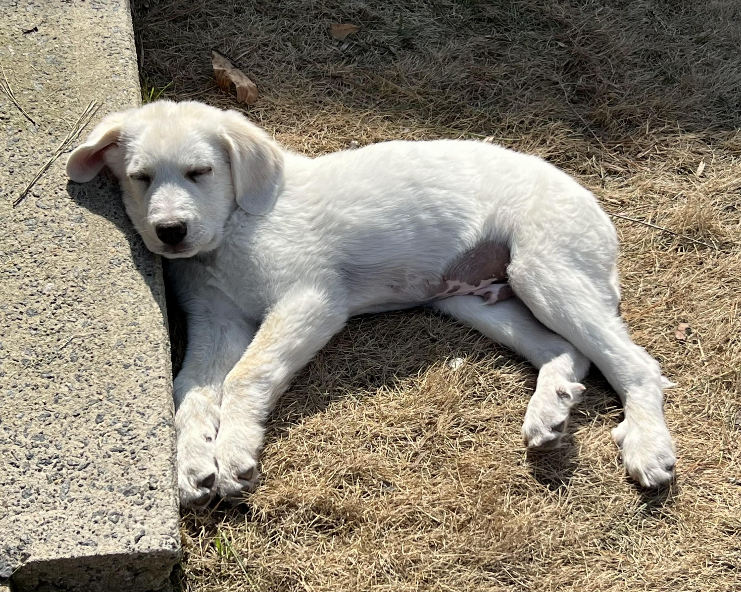 Eugene, ADOPTABLE, Puppy Male Great Pyrenees.