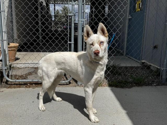Echo/57481567, adopted, Adult Female Husky.