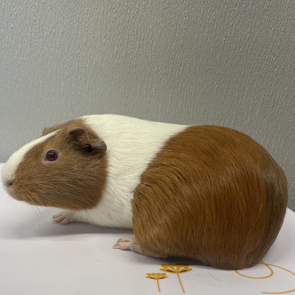 Cleo, Adoptable, Adult Female Guinea Pig & Guinea Pig.