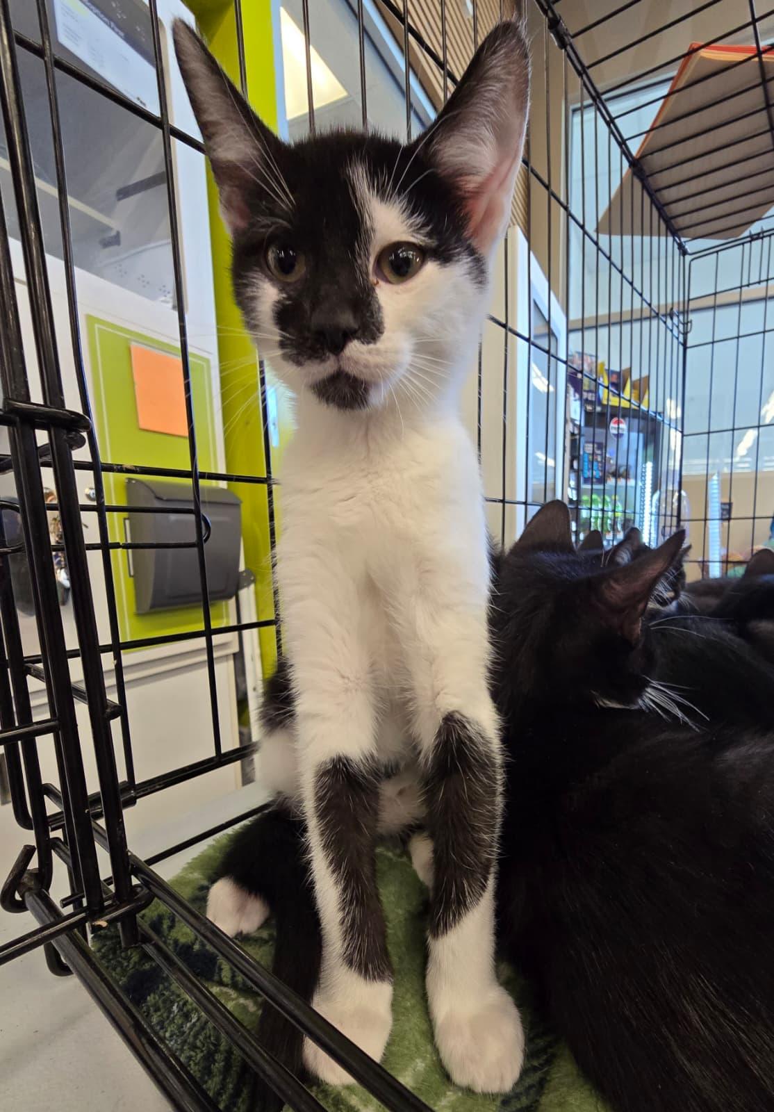 Joe, adopted, Kitten Male Domestic Short Hair.