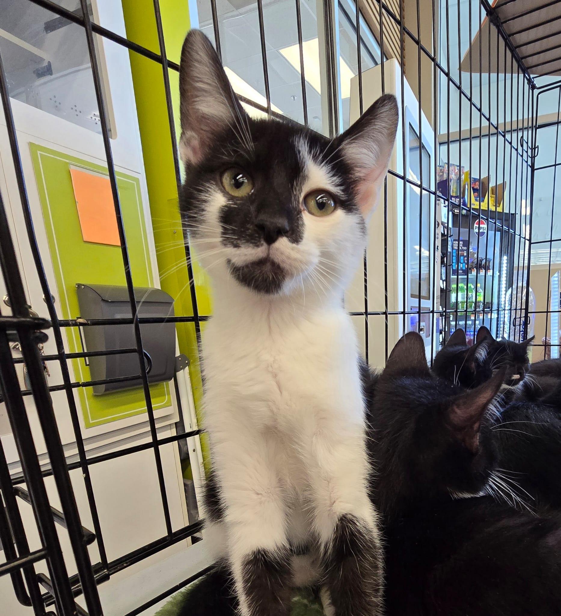 Joe, an adopted Domestic Short Hair in Nottingham, MD image 2/2
