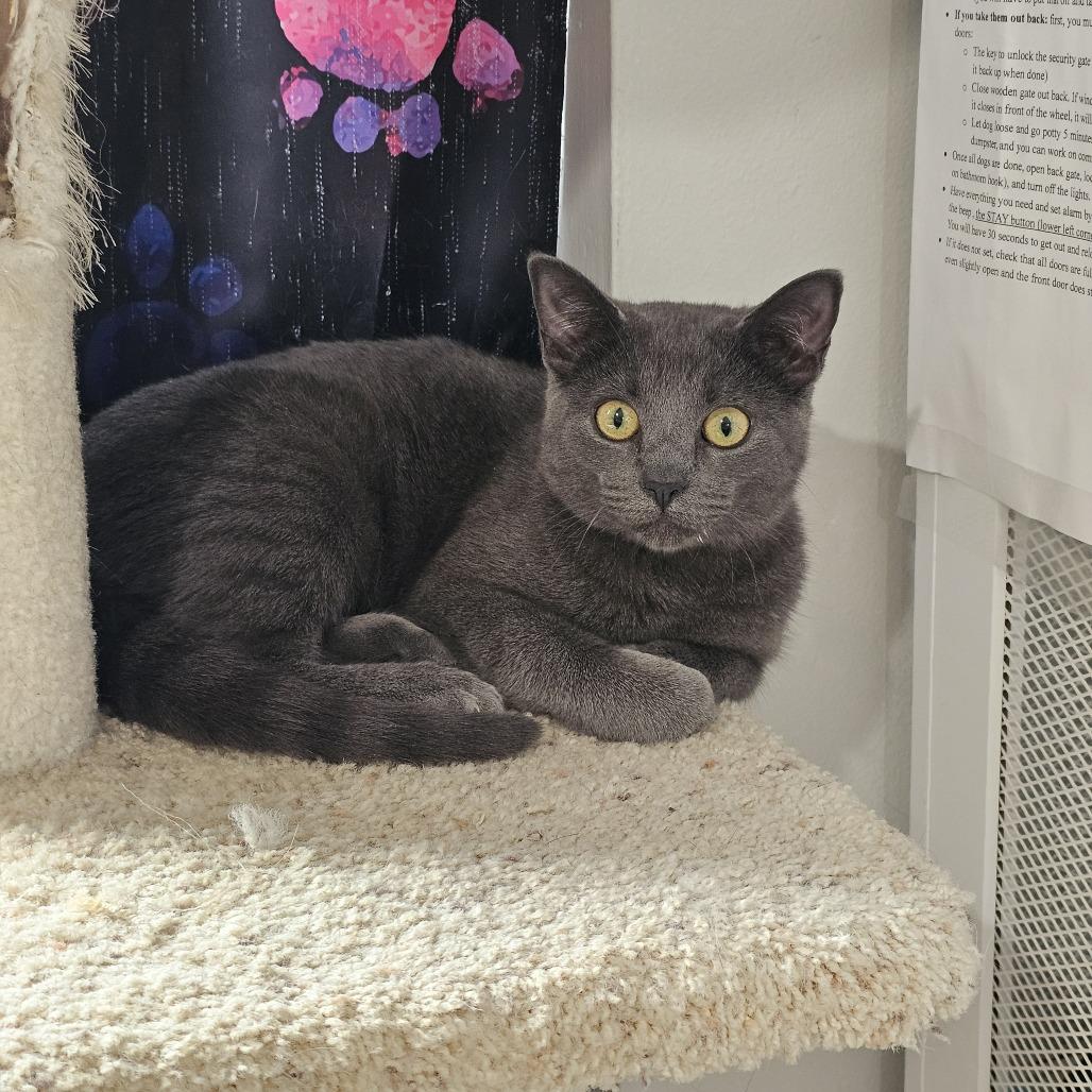 Enlarge Wasabi 26-007, a Adoptable Domestic Short Hair in Little Rock, AR image 1/5