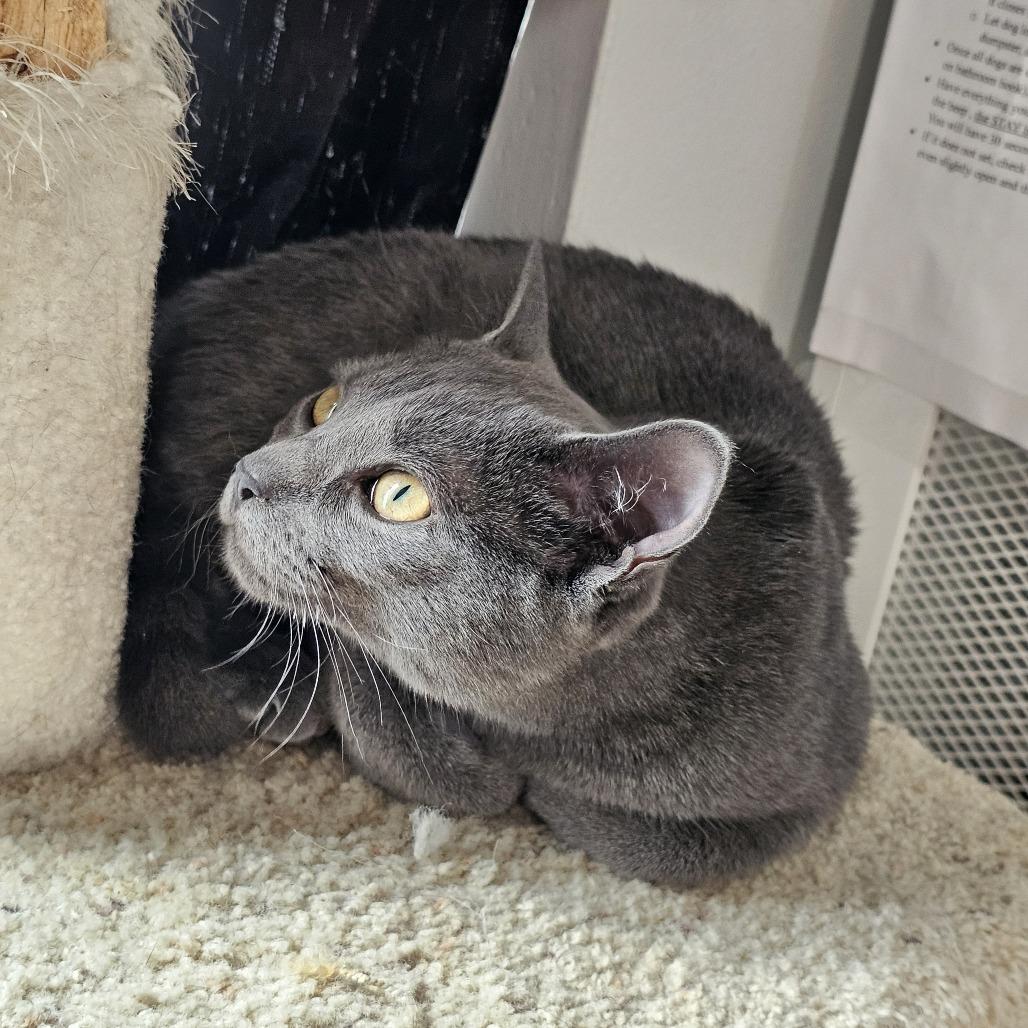 Enlarge Wasabi 26-007, a Adoptable Domestic Short Hair in Little Rock, AR image 2/5