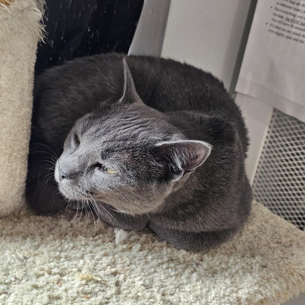 Enlarge Wasabi 26-007, a Adoptable Domestic Short Hair in Little Rock, AR image 3/5