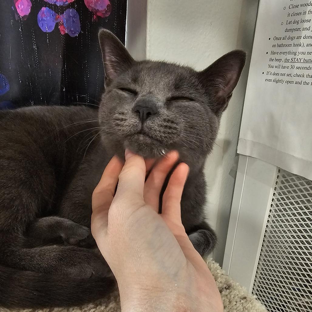 Enlarge Wasabi 26-007, a Adoptable Domestic Short Hair in Little Rock, AR image 4/5