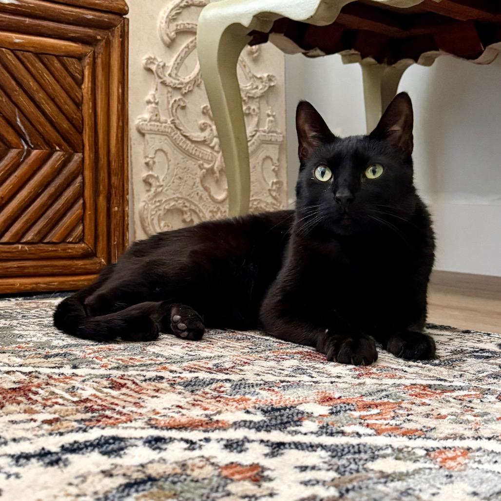 Enlarge Misha, a Adoptable Domestic Short Hair in Columbia, MO image 1/6