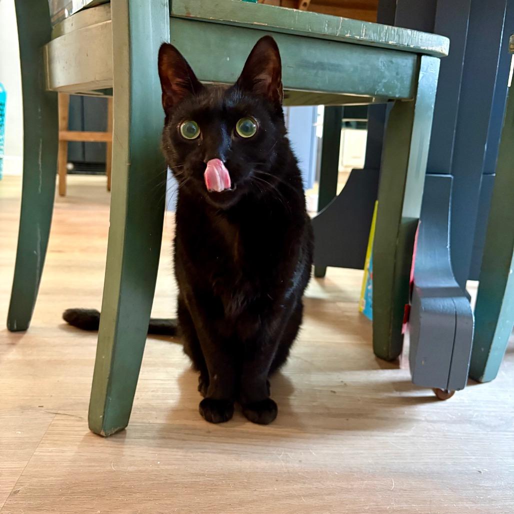 Enlarge Misha, a Adoptable Domestic Short Hair in Columbia, MO image 2/6
