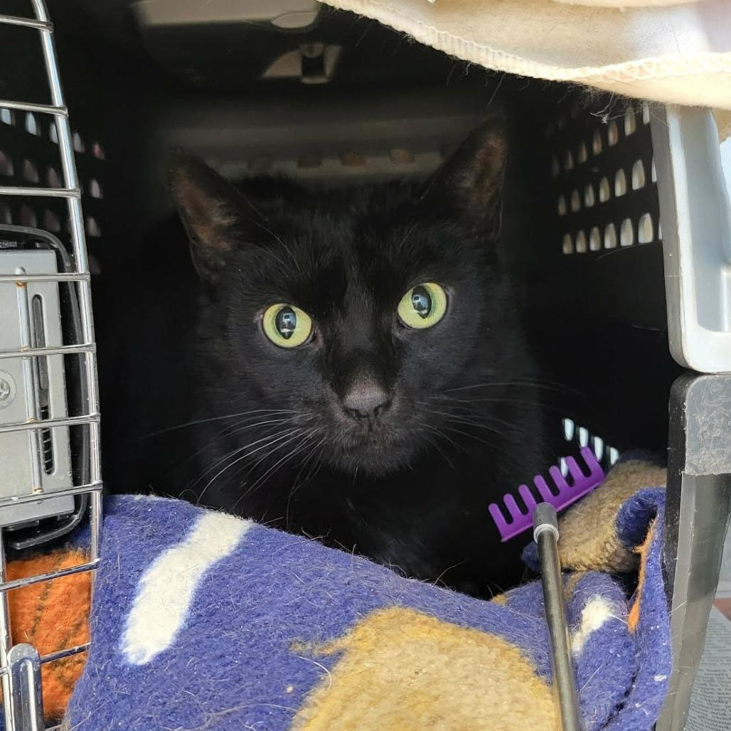 Enlarge Misha, a Adoptable Domestic Short Hair in Columbia, MO image 3/6