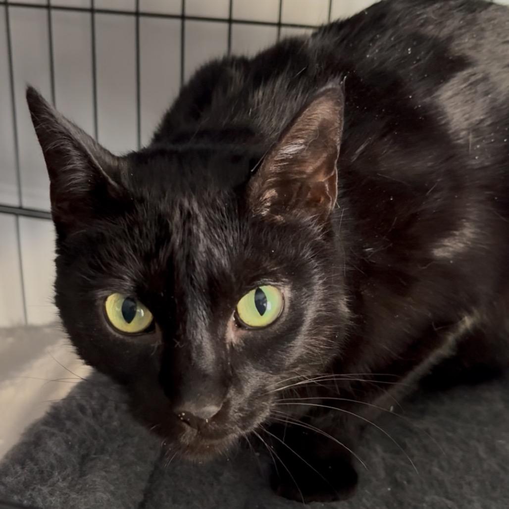 Enlarge Misha, a Adoptable Domestic Short Hair in Columbia, MO image 5/6