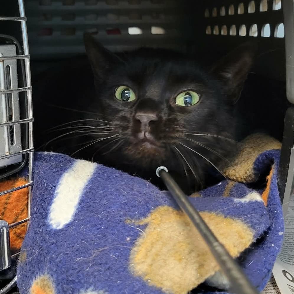 Enlarge Misha, a Adoptable Domestic Short Hair in Columbia, MO image 6/6