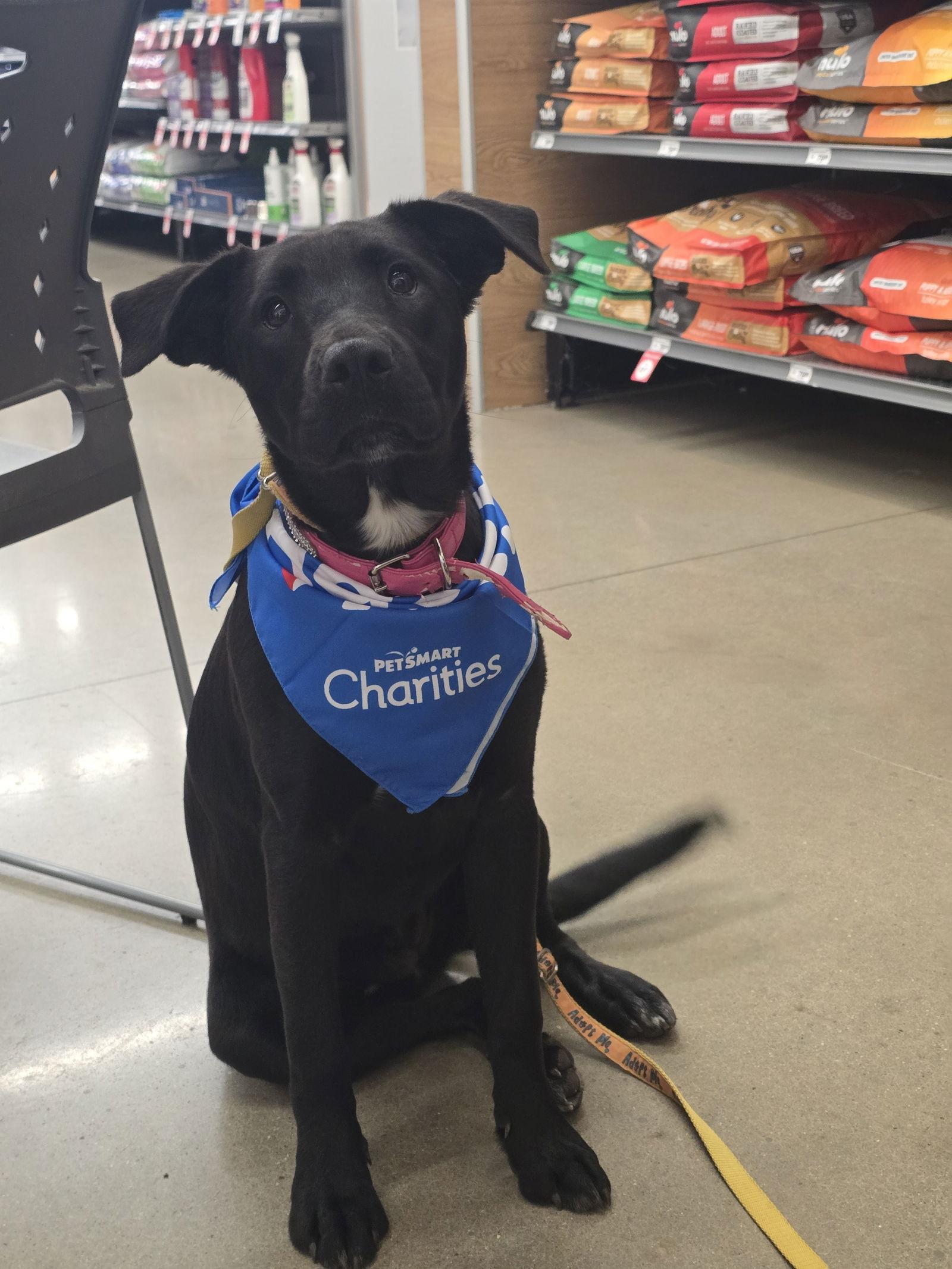 Amethyst, Adoptable, Young Female Black Labrador Retriever.