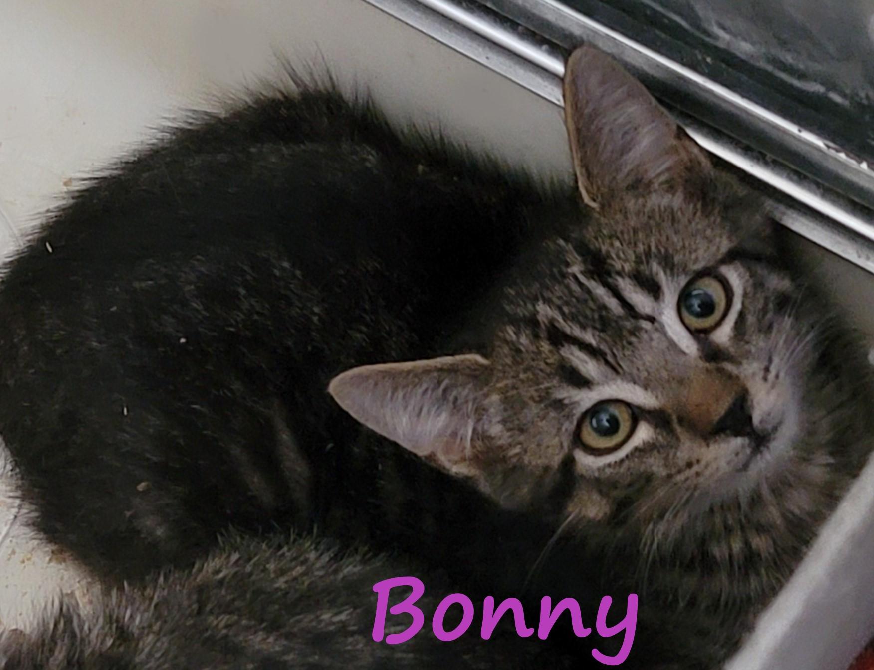 Bonny Butterfly