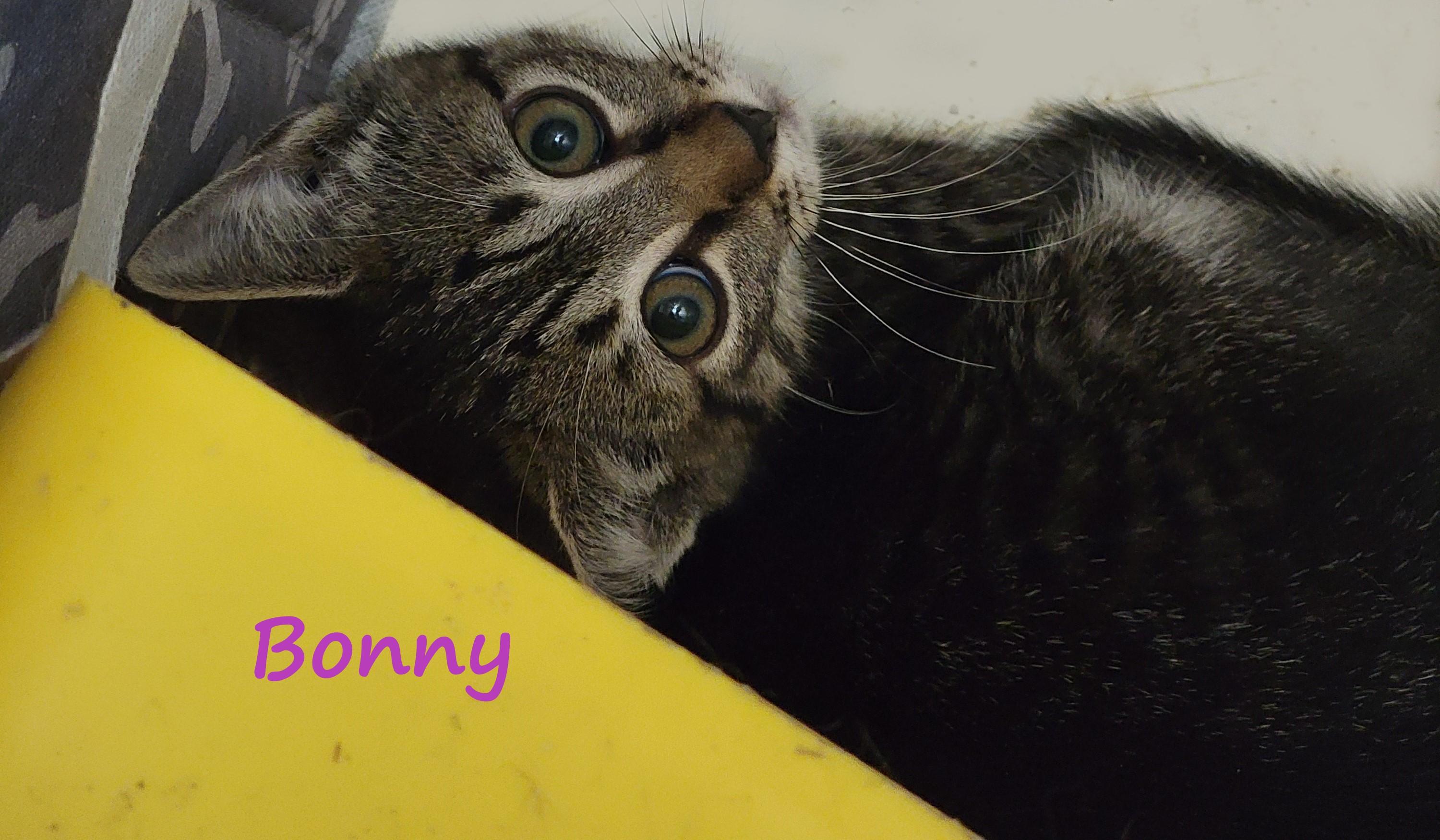 Bonny Butterfly