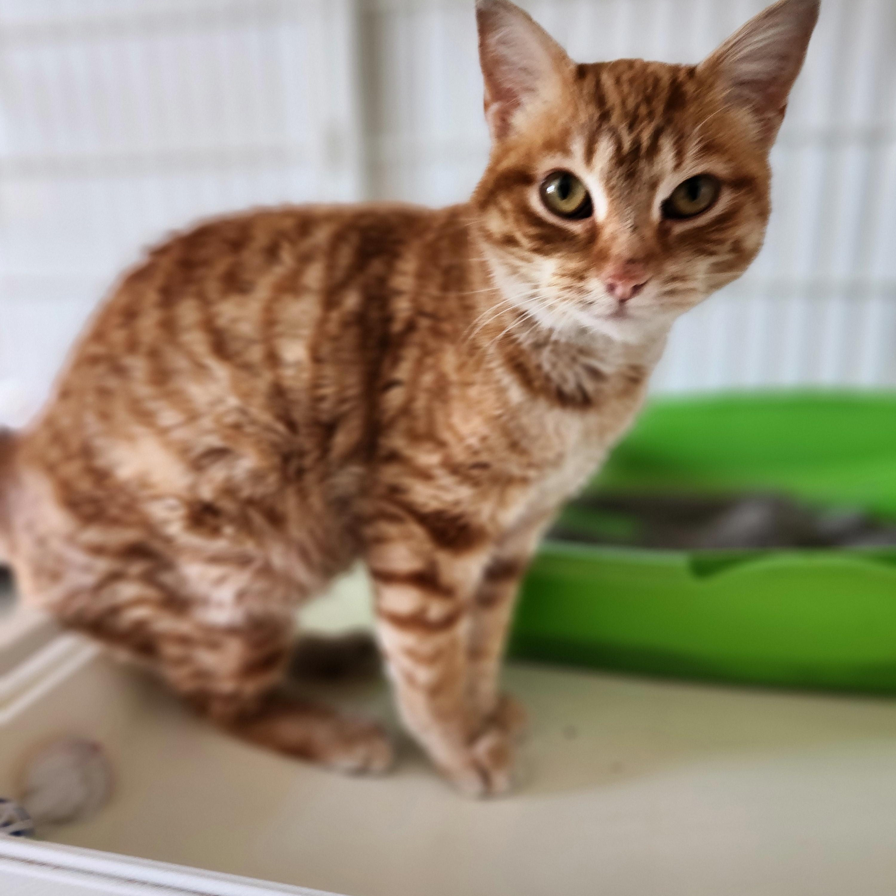 Ember, a ADOPTABLE mixed breed in Waupun, WI image 4/4