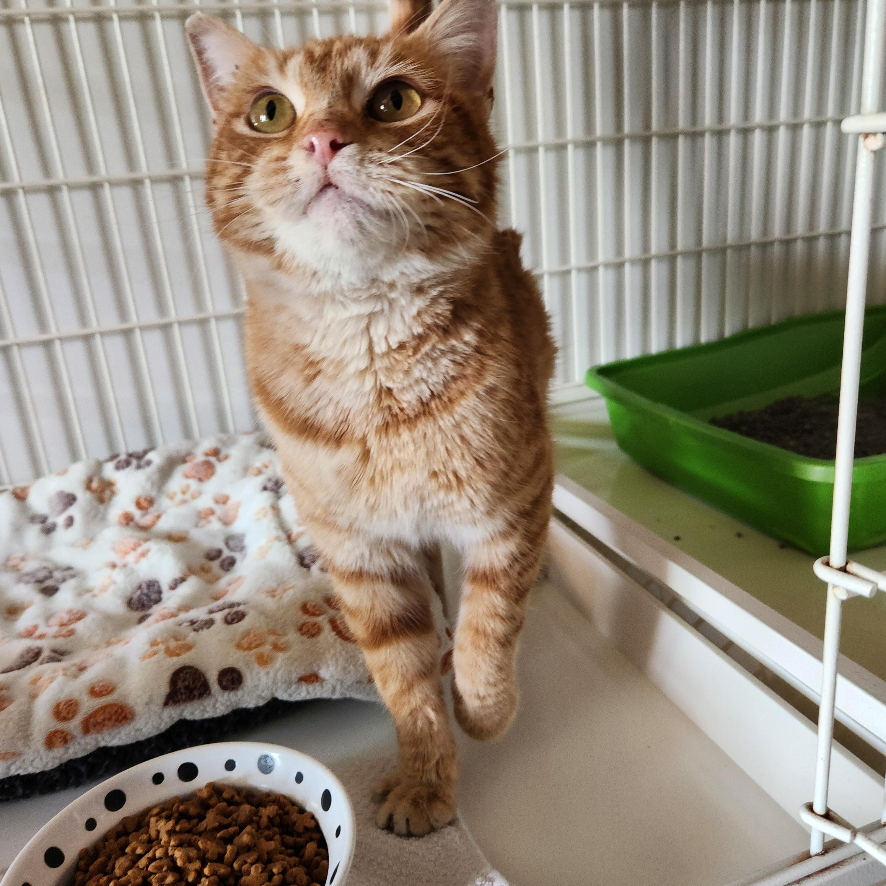 Ember, a ADOPTABLE mixed breed in Waupun, WI image 2/4