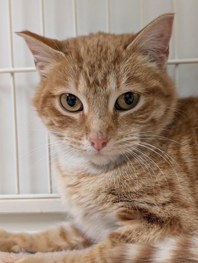 Ember, ADOPTABLE, Adult Female Domestic Short Hair.